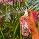 SOL DE JANEIRO Brazilian Crush Cheirosa 68 Perfume Mist  240ml